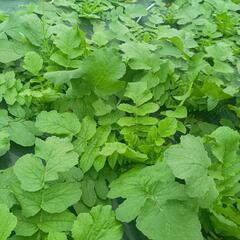 完全無農薬野菜　大根葉　300ｇ以上