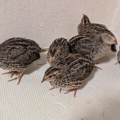 ウズラ