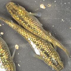 人気メダカ　金塊　画像が親魚の有精卵+稚魚　合計120生体以上（もしくは60生体以上）をバケツ入れ　そのまんま渡し致します！の画像