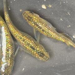人気メダカ　金塊　画像が親魚の有精卵+稚魚　合計120生体以上（もしくは60生体以上）をバケツ入れ　そのまんま渡し致します！の画像