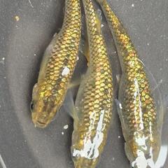 人気メダカ　金塊　画像が親魚の有精卵+稚魚　合計120生体以上を...