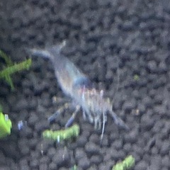 ヤマトヌマエビ5匹