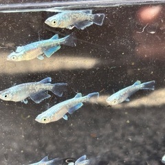 プラチナダイヤめだか