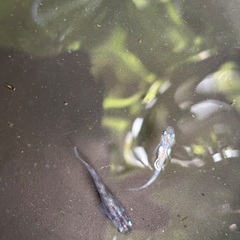 すみれめだかの画像