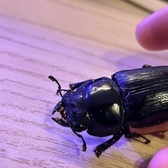 オオクワガタ　プロゼリー　ケース