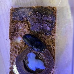 オオクワガタ　プロゼリー　ケースの画像