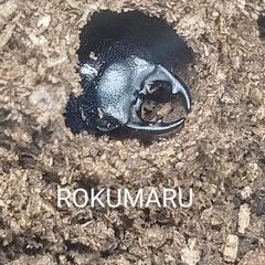 【幼虫8頭】Newtoni フィリピンネブトクワガタ　ネグロス亜種