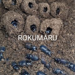 ☑️【幼虫8頭】Newtoni フィリピンネブトクワガタ　ネグロス亜種の画像