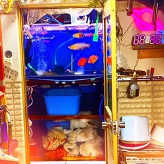 ※半額※  アクアリウム用品　売り尽くし