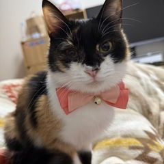 三毛猫