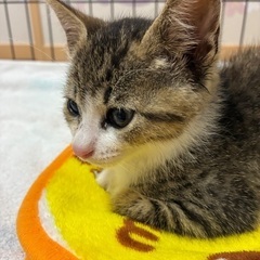 里親募集です。