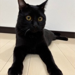 人間大好き！元気いっぱいオス1歳