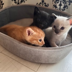 子猫の里親さま募集 - 里親募集