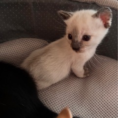 子猫の里親さま募集 − 福岡県