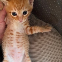 子猫の里親さま募集