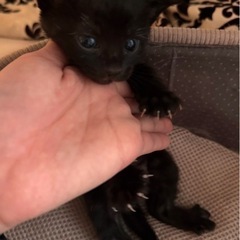 子猫の里親さま募集 - 北九州市