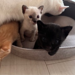 子猫の里親さま募集 - 猫