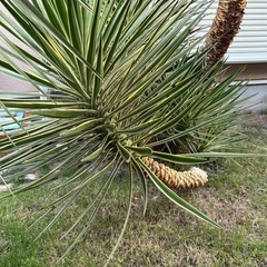 アロイフォリア斑入りセンジュラン曲がり幹大株引き取り限定