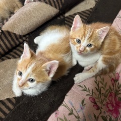 子猫の里親募集します