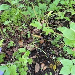 植物　ブルーベリー2株