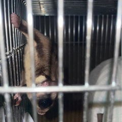 すぐに引き取ってくれる方 - その他