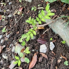 植物　山椒