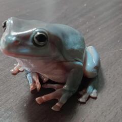 イエアメガエル  かなり青みの強い子 ♂？ 