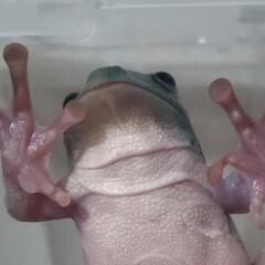 イエアメガエル  かなり青みの強い子 ♂？ の画像