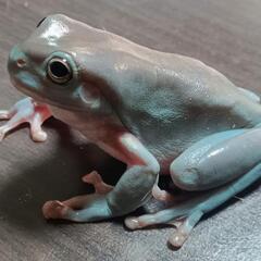 イエアメガエル  かなり青みの強い子 ♂？ の画像