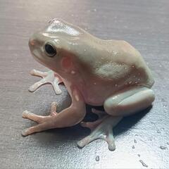 イエアメガエル スノーフレーク グリーン系 ♀？ の画像
