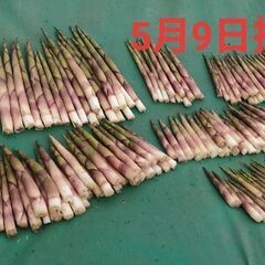 根曲がり竹4kg〜
