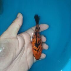 金魚　玉サバ　キャリコ玉サバ　水槽