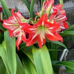 🌺アマリリス球根(大)子株3.4個付の画像