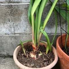 🌺アマリリス球根(大)子株3.4個付の画像