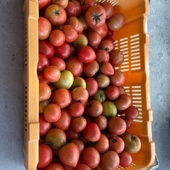 野菜　トマト【訳あり】14の画像