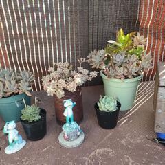 多肉植物の画像