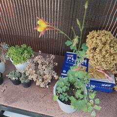 多肉植物の画像