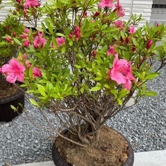 サツキの鉢植え　庭木　サツキツツジ