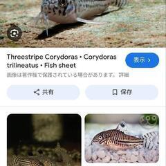 コリドラスジュリー、ミッキープラティ