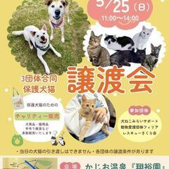 抱っこ触れ合いOK🐶３団体合同🐱保護犬猫の譲渡会😊