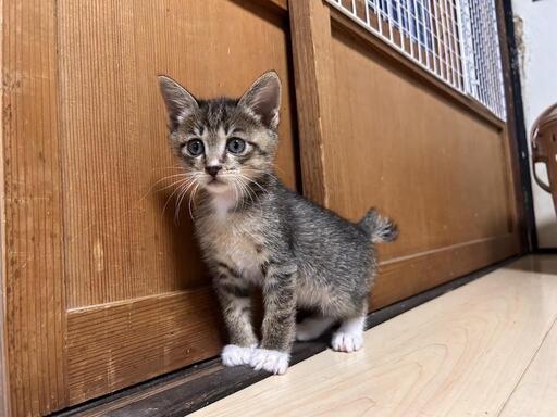 デコちゃん(♂) (ふくちゃん) 新倉敷の猫の里親募集｜ジモティー