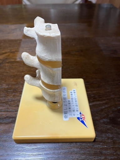 骨粗鬆症モデル