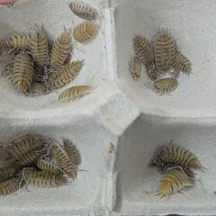ボリバリユーレイオオワラジムシ【T-アルビノ血統】10匹＋αの画像