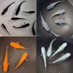 🌟1匹100円🌟ミックスめだか🌈成魚