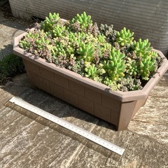 多肉植物 乙女心等鉢ごと