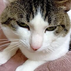 お願い致します至急です