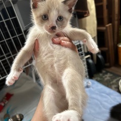 お迎えしてください
