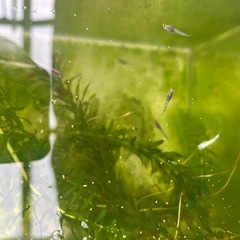 メダカ　ミックス