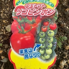 中玉トマト リコピンポン わき芽苗🌱の画像