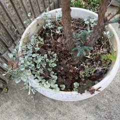 ボールバード　鉢ごとの画像